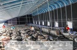 “党建+产业”模式助力阜平食用菌核心区发展，203座大棚就业新篇章